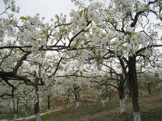 ���q��԰����-----��׵���